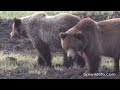 Bears and Wolves fighting for Dinner