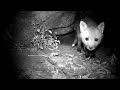 But wait! There's more! I count 5 baby fox cubs at the den