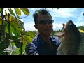 FISH HUNTING‼️ Ternyata Masi Ada Nila Dagu Mera Babon#pasermania