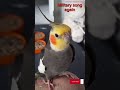 Monty The Naughty Cockatiel's weekly moments. ❤️❤️part 44❤️❤️ #monty #viral