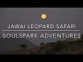 Vertical Safari - Leopards of India . Soulsparkadventures and Varawal leopard camp