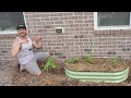 How To Grow Vegetables In Shade For BIGGER HARVESTS!