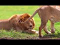 Unstoppable Force: Buffalo Plows Through Lion Attack