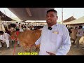 Sahiwal cow market in Punjab || Sahara Dairy Farm #sahiwalcow #desicow