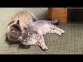 kitties in love