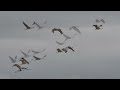 2024 Sandhill Crane Festival, Othello, Washington | Annual Migration North