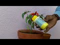 টবে লঙ্কা চাষ পদ্ধতি/How to Grow Chili plant in Pot