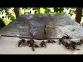 Catching giant hornets with a sticky sheet, but a smart hornet avoided the trap (with subtitles)