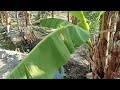 TALONG 2024 PLANTING TIME SA LIKOD BAHAY, BUHAY BARYO SIMPLENG BUHAY