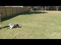 Wilbur the Corgi Pig Learns Fetch