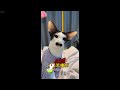 Funniest Cats and Dogs Videos 🙀🐈 New Funny Catss 2024 😸😆