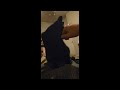 Black cat kneads on his owner, is generally adorable