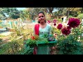 ऑर्गेनिक खाद से हमने उगाया 500 ग्राम का एक बैंगन |Harvesting fresh vegetables from the garden |