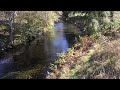 Chum Salmon spawning