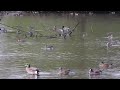 Lake Infested With Ducks #animallover #wildlife