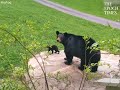 Mother Bear brings her first litter of cubs to visit a man’s house