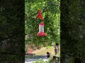 Hummingbird activities 7/28/2024/