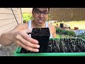 EASY Solutions To Help Leggy Seedlings Grow Big And Strong!
