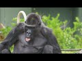 Silverback Gorilla Feeling Such Overwhelming Joy With Son | The Shabani Group