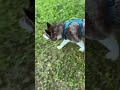 Highlight 7:57 - 12:57 from Walking Moose The Alaskan Malamute Puppy 🐶 🐺🌞#husky #puppy #dog #live #a