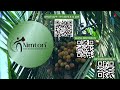 Arecanut / Supari  /  Betelnut Tree Climber Machine