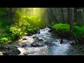 Amazing Nature Scenery & Relaxing Music for Stress Relief - Waterfall Sounds Healing, Birds