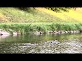 Beauty of Wild Ducks on Ostravice River (4K) natural view video/