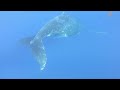 Insanely Close Encounter Freediving with Humpback Whales in Tonga!