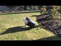 Australian Shepherd playing with plant pot