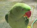Parrot bathing 🦜 It's shower time for lovely green parrot ! 🦜