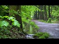 Nature Sounds For Sleep & Relaxation - Soothing Forest Ambience For You To Relax Deeply & Sleep