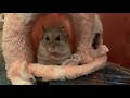 Hamster Renegade