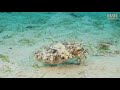 The Mimic Octopus (can it REALLY impersonate other animals?)