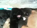 Puppies sleeping in a pile