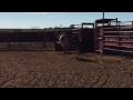 Wilfong Bucking Bulls Weanling Heifers 2014