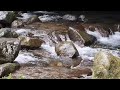 The sound of a fast flowing River, calming natural sounds, meditation, the sound of river water