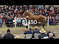 Mid-Ohio Draft Horse Sale, Fall 22’