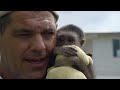 La historia del bebé gibón: del rescate a la rehabilitación | Wild Frank: Al rescate | Animal Planet