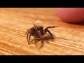 When I put a drop of water on the head of a jumping spider, the reaction was too cute