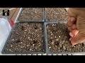 Germinate bitter melon seeds - Fast and easy !!