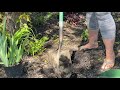 PLANTING DAHLIAS   HD 720p