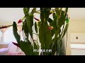 令箭荷花花苞爆满盆Orchid cactus the buds are full of the pot #orchidcactus #令箭荷花