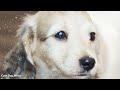 Relaxing Dog Music: Deep Separation Anxiety Music to Calm Dogs! Sleep Dog Music🐶