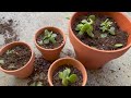 How to Repot Jade Plants Tutorial Jade Plant Cuttings Succulent Plants Series #jadeplant #repotting