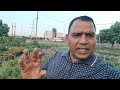 सालभर फुल देने वाला पौधा || Ground cover plant Lantana ||