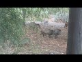 Baby javelinas Part II