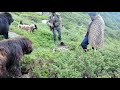 Oaie îngropată de urs- (sheep buried by bear)