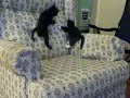 Kitten playing the laz-i-boy chair!