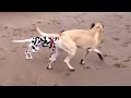 English Mastiff & Dalmation Whitby