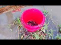 VILLAGE FISHING VIDEO || FISHING VIDEO || FISHING EXPLORE